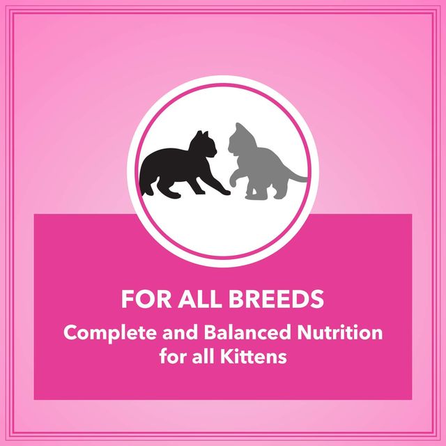 Let's Bite Active Kitten Dry Cat Food (Buy 1 Get 1 Free)
